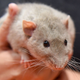 Illustration for article titled Theres a campaign to erase that filthy rat from iThe Departed/is ending